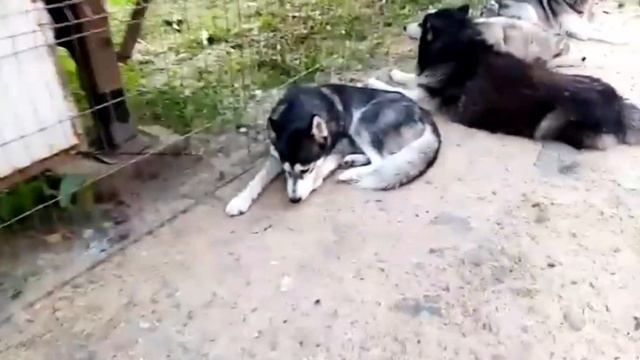 День хаски Беслан / Beslan Husky Day