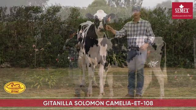 LOTE 19 / GITANILLA SOLOMON CAMELIA-ET-108 | Reg. 751091019 смотреть онлайн