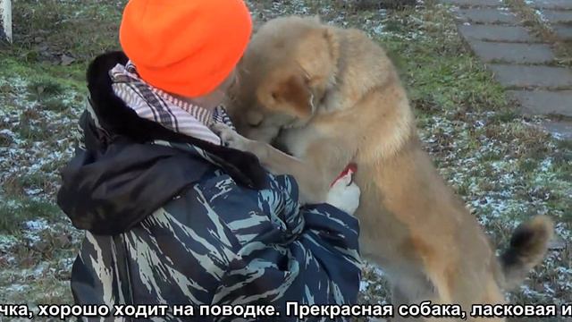 Ногинский приют. Дина, 120 вольер. смотреть онлайн