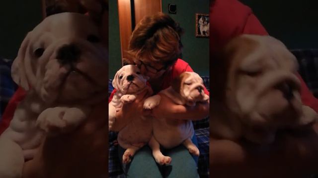 бульдожата Макс и Марина смотреть онлайн