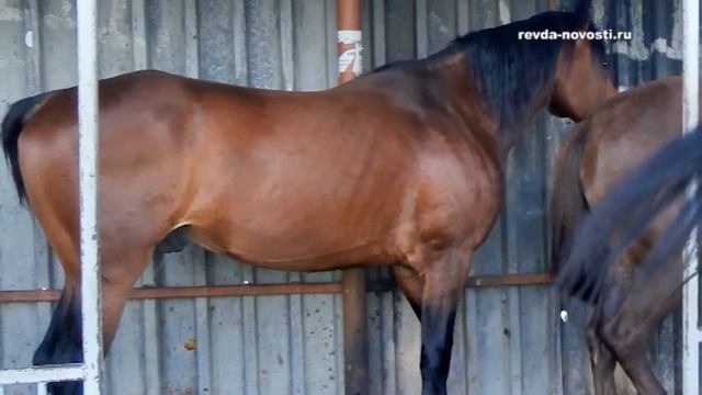 Автобусную остановку в Краснояре кони приняли за стойло