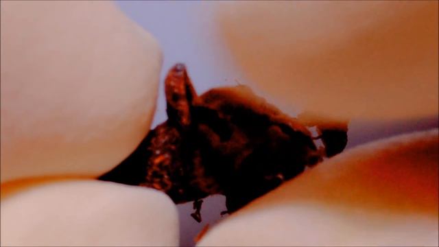 Karanfil Tanesini Stereo Zoom Mikroskop İle İnceledik