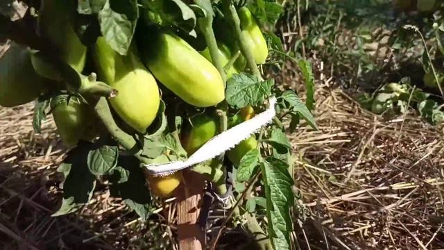 Мій сільський квітник безперервного цвітіння квітів.@Томат Бобкат.Мої крупні сорти томатів. смотреть онлайн