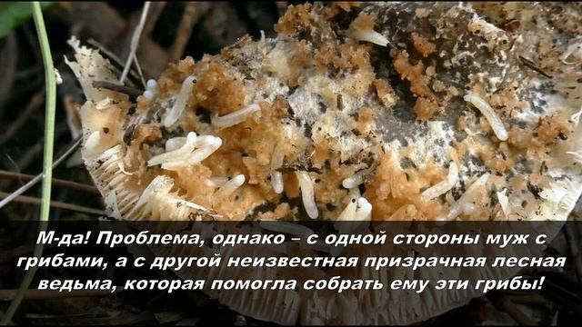 Жареные и вареные грибы – печальный опыт мужской «тихой охоты»… смотреть онлайн