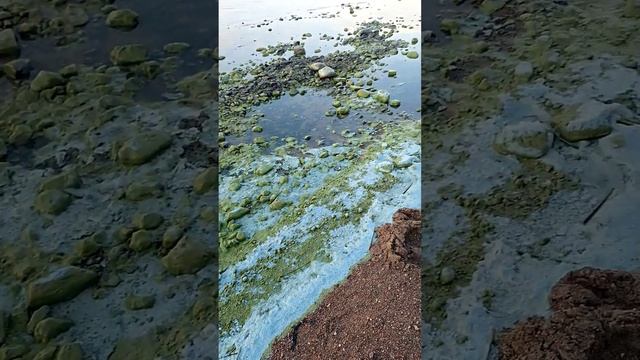 Цветные берега Кронштадта #кронштадт смотреть онлайн