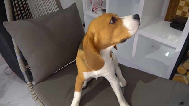 ВСЕ НЕПРИЯТНОСТИ ШЕРЛОКА. ЧТО С НИМ ПРОИЗОШЛО. БРОС ШОУ ПЕТ смотреть онлайн