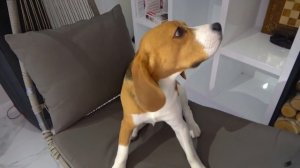 ВСЕ НЕПРИЯТНОСТИ ШЕРЛОКА. ЧТО С НИМ ПРОИЗОШЛО. БРОС ШОУ ПЕТ