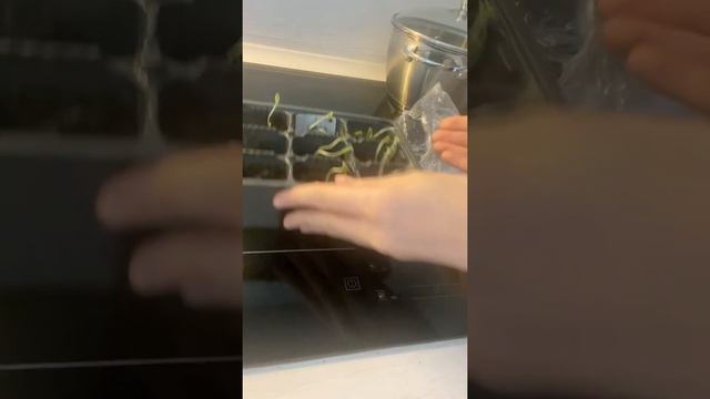 Рассада всходы сажаем огород помидор томат семена посадка смотреть онлайн