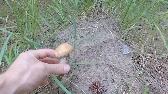 Грибы у Дома. Всегда Выхожу Сюда Чтоб Собрать Грибы и Пожарить Картофель. Сбор Грибов смотреть онлайн