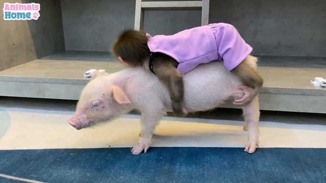BiBi's cute reaction when she first see a piglet смотреть онлайн