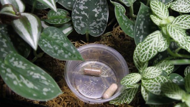 Arcadia EarthPro Repti Gold Review! смотреть онлайн