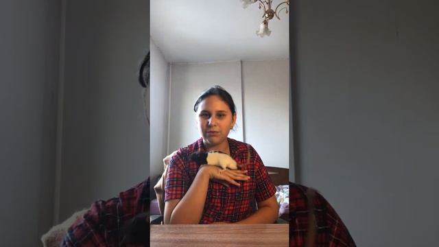 Что нужно что бы завести крысу🧐 смотреть онлайн