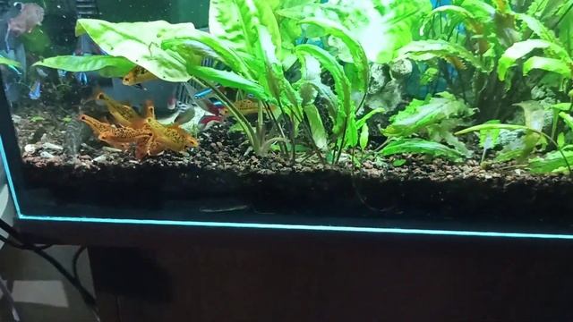 Криптокорины - растения для новичков и бывалых/Cryptocorynes - unpretentious aquarium plants смотреть онлайн