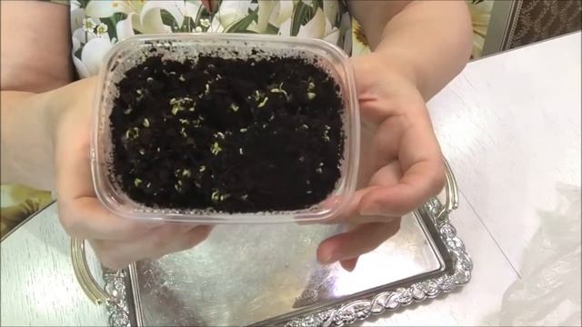 Кресс-салат. От посева до готовой продукции.