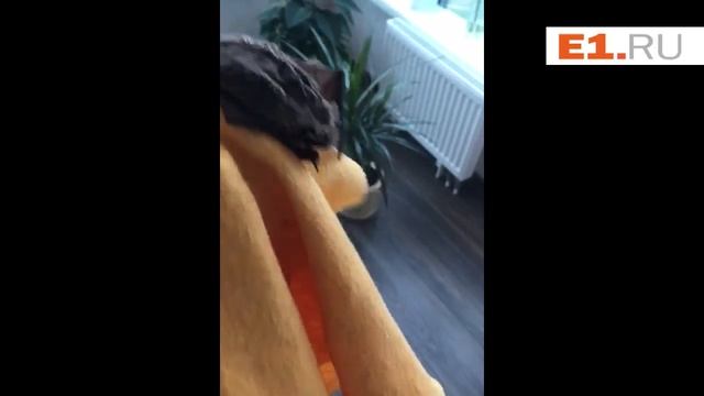 Летучая мышь залетела в квартиру к Екатеринбуржцам смотреть онлайн