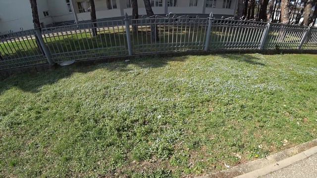 В Геленджике весна! Всё цветёт! смотреть онлайн