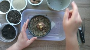 Когда садить - цикламен? Это надо знать всем / Цикламен уход в домашних условиях