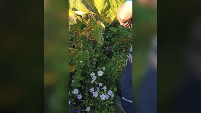 Подсолнухи созрели,птицы прилетели поклевали,что делать смотреть онлайн