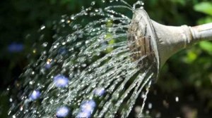 Гортензия Шлосс Вакербарт — описание, посадка и уход