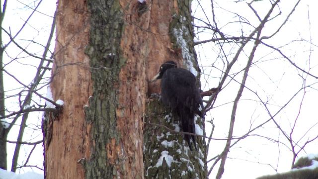Снег идёт, чёрный дятел стучит смотреть онлайн