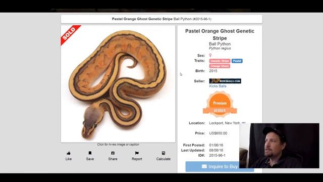 Genetic Stripe Ball Python Morph Combos | Jack's Reptiles смотреть онлайн