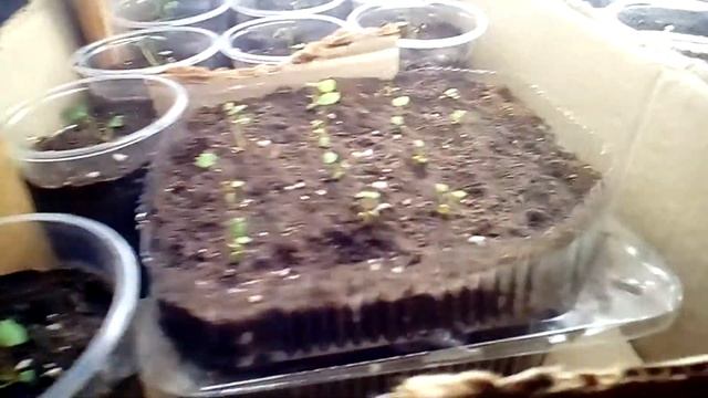 10042021 обзор после пикировки клубники Гигантела, Сладкоежка, Женева,Мармеладная смотреть онлайн