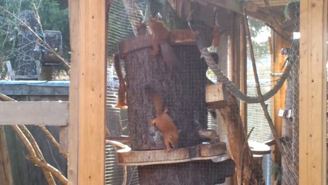 Явление чуда раз! смотреть онлайн