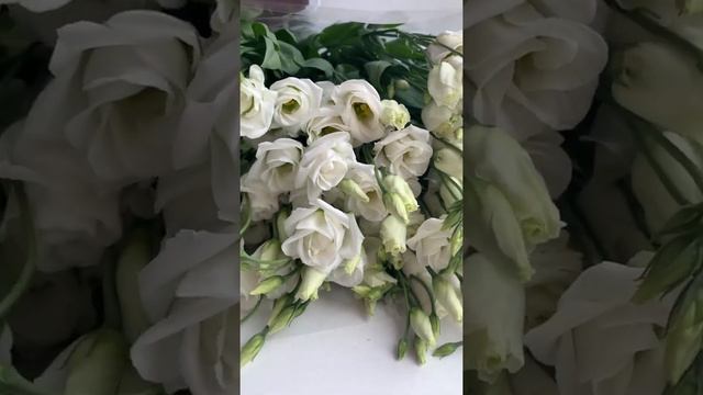 Белая эустома смотреть онлайн