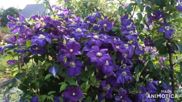 Как вырастить роскошный клематис смотреть онлайн