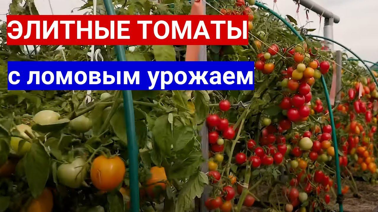 ВЫБРАЛА ТОМАТЫ ДЛЯ УЛИЦЫ - ЛОМОВОЙ УРОЖАЙ БУДЕТ ОПЯТЬ! ЛУЧШИЕ СОРТА ТОМАТОВ ДЛЯ ОТКРЫТОГО ГРУНТА смотреть онлайн