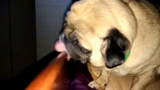 Мопс облизывает кровать (Pug licks the bed) смотреть онлайн