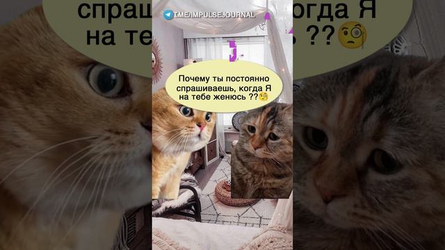 Кому это надо #мыкотики #вмем #разговор #анекдот #шутки #кот #юмор #смешное #прикольно #мемы #cat смотреть онлайн
