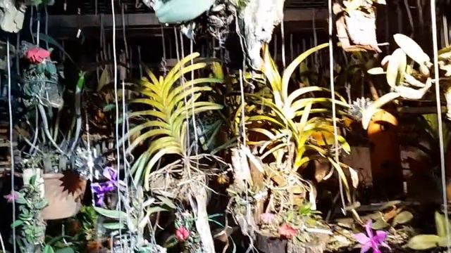 Beleza da Cattleya trianae concolor смотреть онлайн