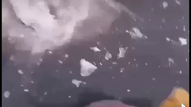 Рыба ест рыбу и вмерзает в лёд из-за этого смотреть онлайн