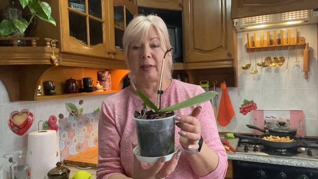 Уход за ОРХИДЕЯМИ! Как заставить ОРХИДЕЮ цвести / АРИНА БЕЛАЯ смотреть онлайн