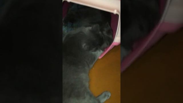 Для кошки купили переноску,а кот её не пускает смотреть онлайн