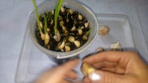 Зелёный Чеснок на подоконнике зимой