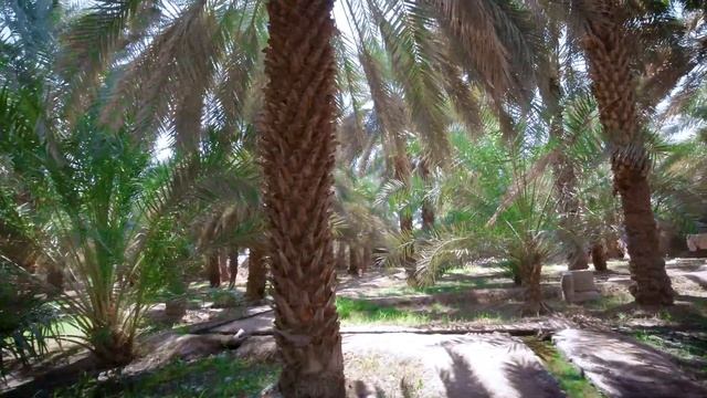 Madina Salman Farsi (RA) Garden, Prophet Muhammad PBUH Planted 300 Trees In This Garden Madina live смотреть онлайн