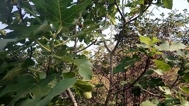 Плантация инжира смотреть онлайн