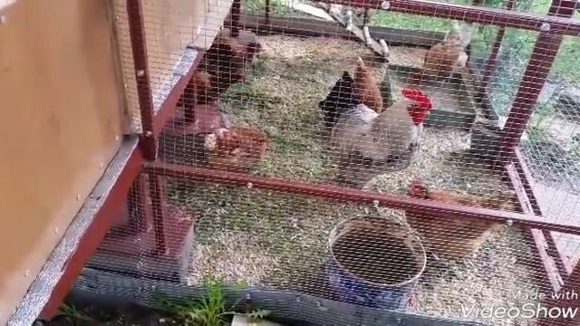 Курятник своими руками. смотреть онлайн