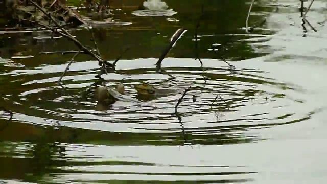 Pelophylax ridibundus IV: Nagy tavi beka - Broasca de lac mare - Marsh frog смотреть онлайн