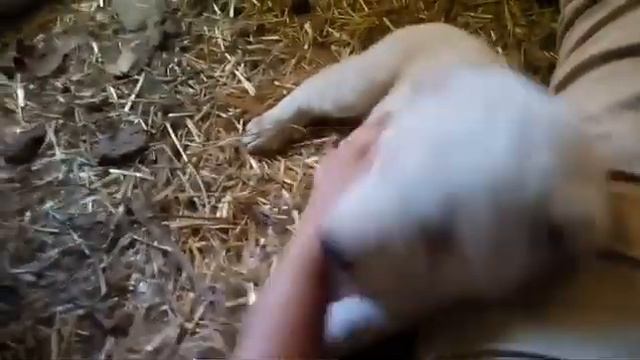 Почему не стоит заводить собаку породы алабай. Часть 2. смотреть онлайн