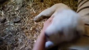 Почему не стоит заводить собаку породы алабай. Часть 2.