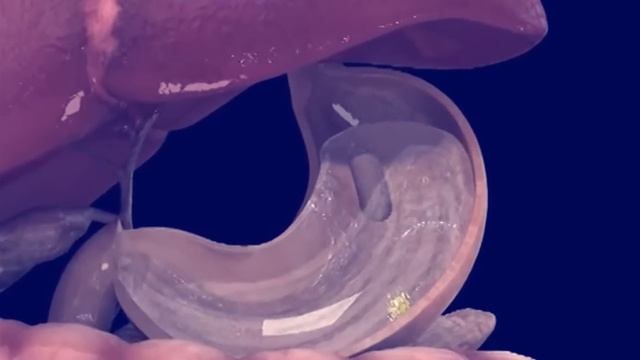 Human Digestive System - How It Works? | Its Parts And Functions