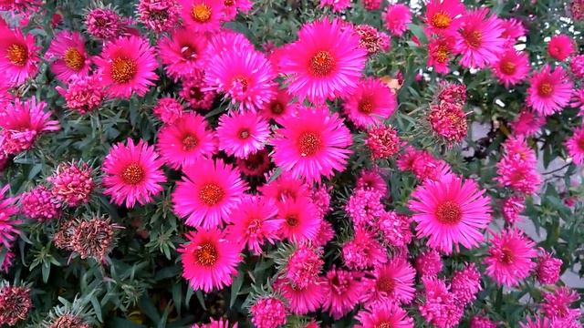 Привітання з днем ангела Катерини смотреть онлайн