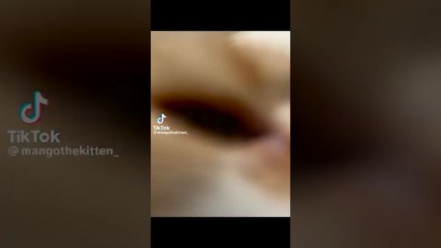 5 Minutes of Strange TikTok Cat Content [4] смотреть онлайн