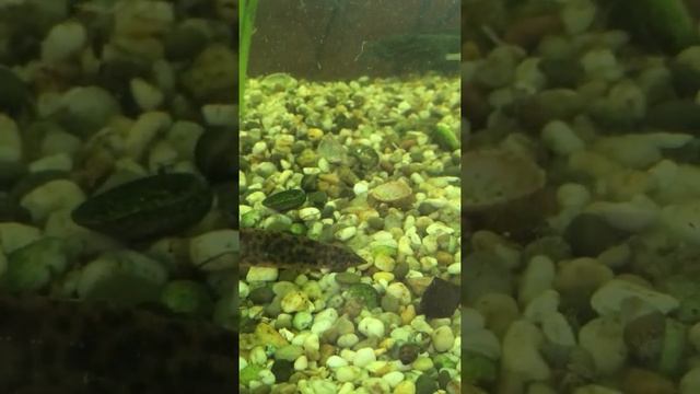 Испанские тритоны и алкосотли :) смотреть онлайн