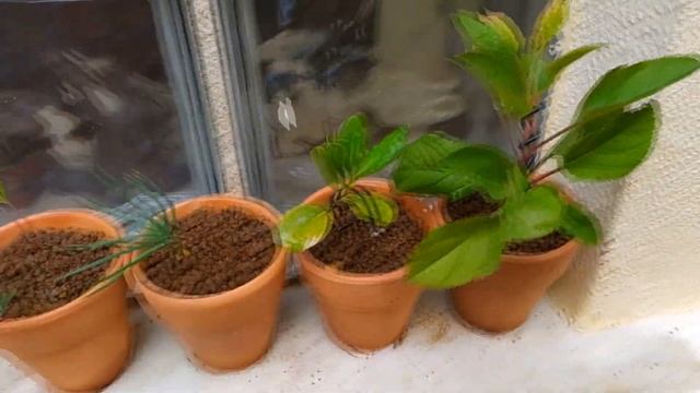 Как начать заниматься бонсай? С чего начать заниматься бонсай? Саженцы бонсай. смотреть онлайн