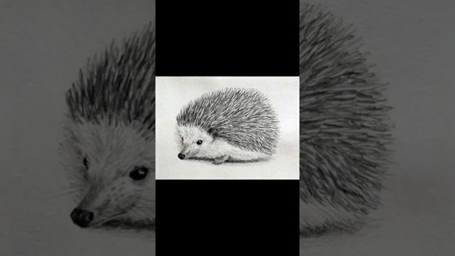 Ёжик...ночной охотник, ул. Десантная, г. Кривой Рог, 04.06.2023 смотреть онлайн