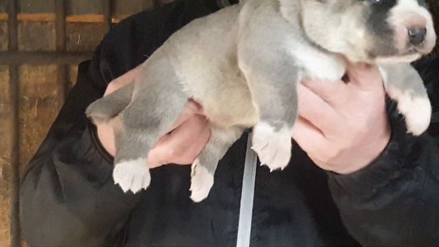 мальчик сао полный пакет документов из питомника АЗ Марал 89278137957 Ватсап смотреть онлайн